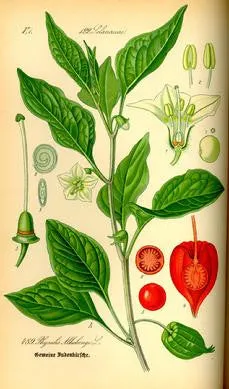 Peppermint Mist Toner