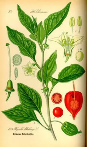 Peppermint Mist Toner